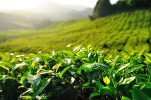 green tea health benefits